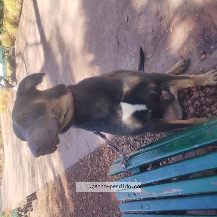 Photo 1/1 Chien trouvé Trouvé à Caba