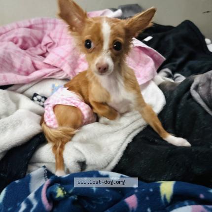 Photo 1/1 Ariel Chien perdu à Riverside