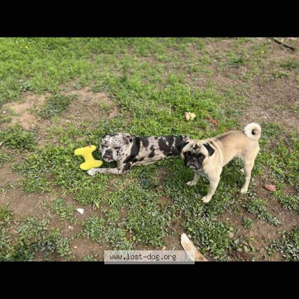 Photo de chien perdu à Denver