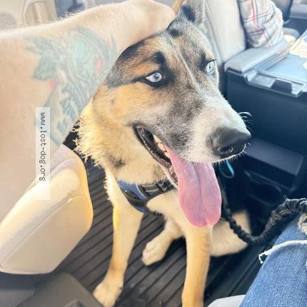 Photo 1/1 Shiloh Chien perdu à San jose