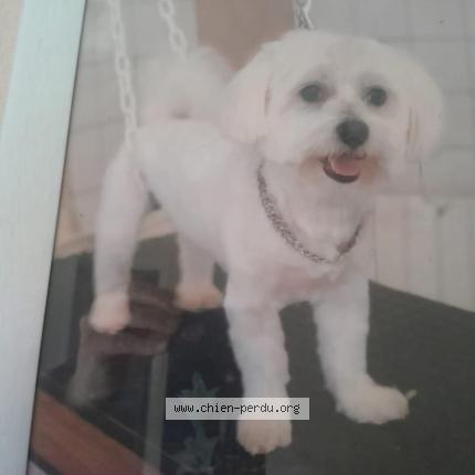 Photo 1/1 Modyo Chien perdu à Proville