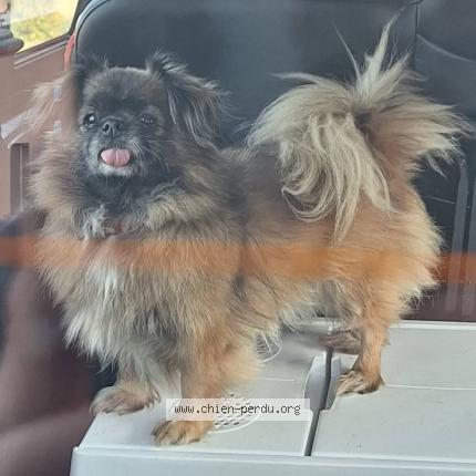 Photo 1/1 GRIOTTE Chien perdu à Reaup