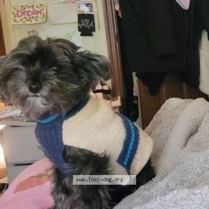 Photo 1/1 Licorice Chien perdu à Greencastle