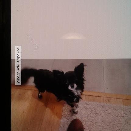 Photo 1/1 Paco Chien perdu à Lorient