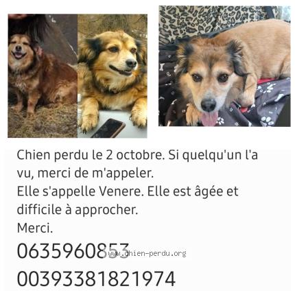 Photo 1/1 Venere Chien perdu à Aire sur l adour