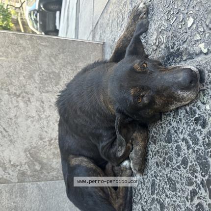 Photo 1/1 Chien trouvé Trouvé à Buenos aires