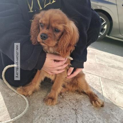 Photo 1/1 Chien trouvé Trouvé à Flavy le martel