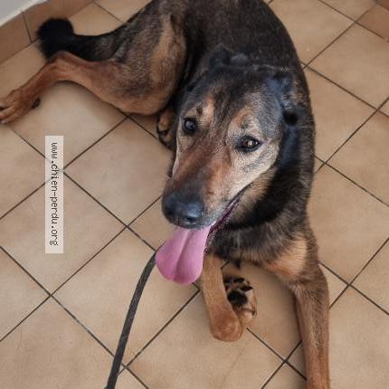 Photo 1/1 Chien trouvé Trouvé à Trevieres