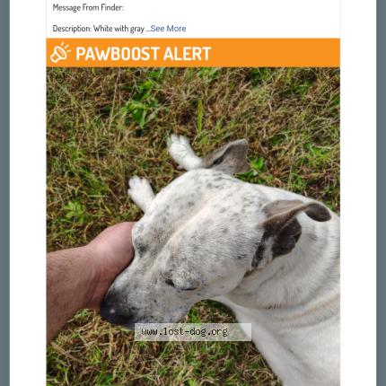 Photo 1/1 Chien trouvé Trouvé à Enoree