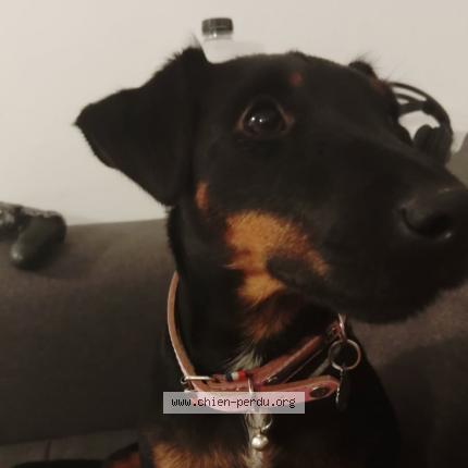 Photo 1/1 Yoshi Chien perdu à Marguerittes