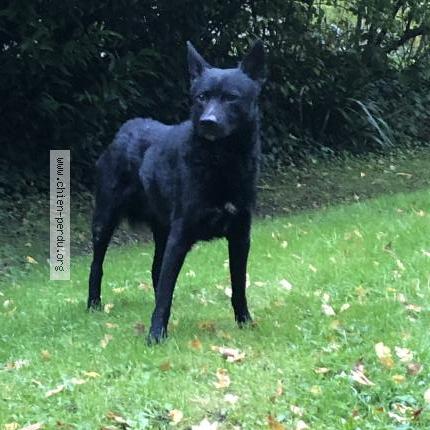 Photo 1/1 Chien trouvé Trouvé à Fontainebleau