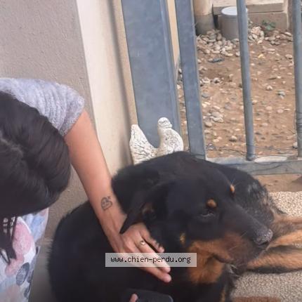 Photo 1/1 Jaeckel alexia Chien perdu à Saint avit