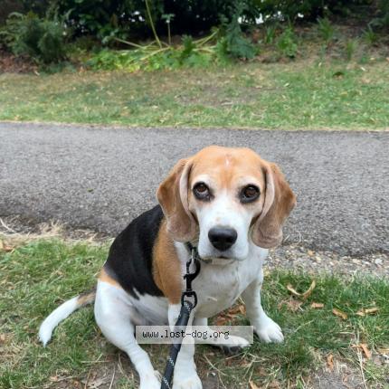 Photo de chien perdu à London