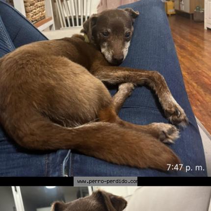 Photo 1/1 Americo Chien perdu à Durazno