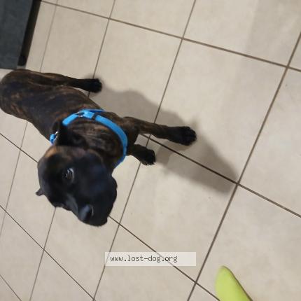 Photo 1/1 Chien trouvé Trouvé à Colton