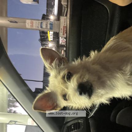 Photo 1/1 Chien trouvé Trouvé à Orange