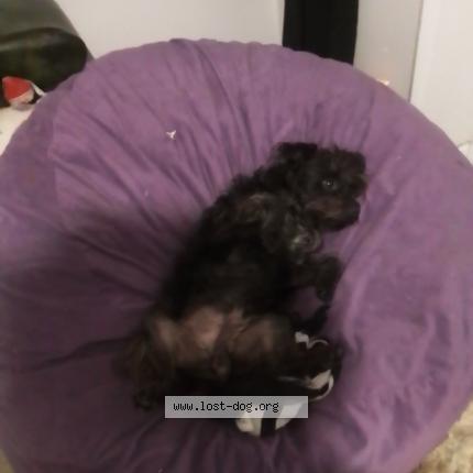 Photo de chien perdu à San Antonio