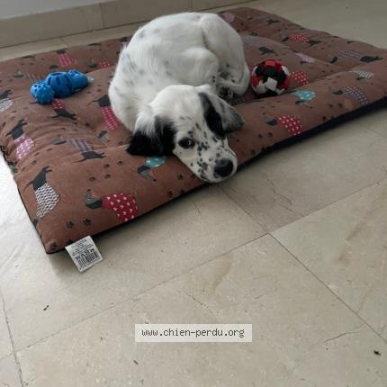 Photo 1/1 Aldo Chien perdu à Ambonil