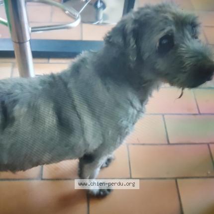 Photo 1/2 Buddy Chien perdu à Saint martin le colonel