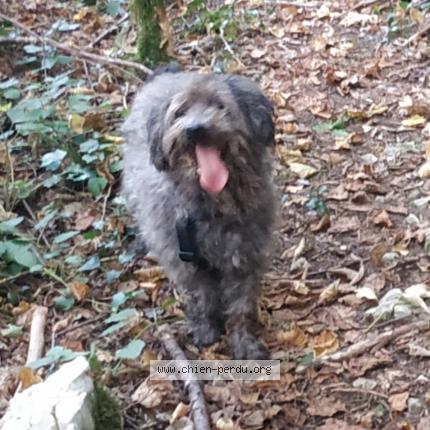 Photo 2/2 Buddy Chien perdu à Saint martin le colonel
