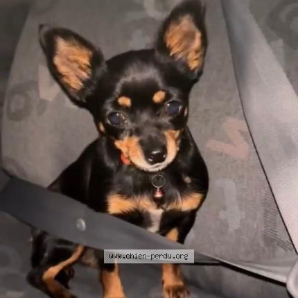 Photo 1/1 Tika Chien perdu à Cebazat