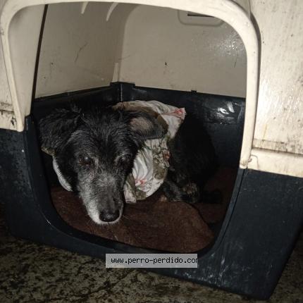 Photo 1/1 Chien trouvé Trouvé à San salvador