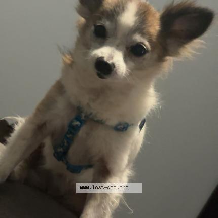 Photo 1/1 Camo Chien perdu à Springfield