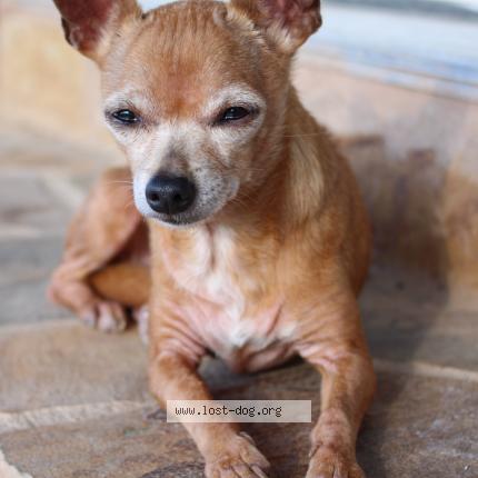 Photo 1/1 Cami Chien perdu à Richland springs