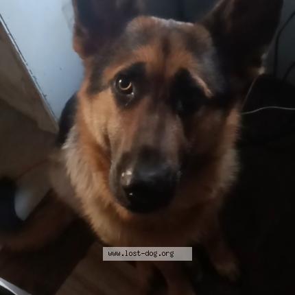 Photo 1/1 Diego Chien perdu à Spanaway