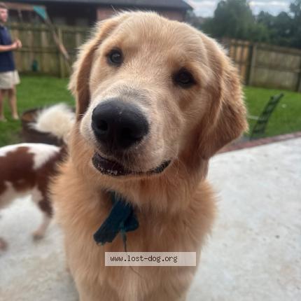 Photo 1/2 River Chien perdu à Bentonville