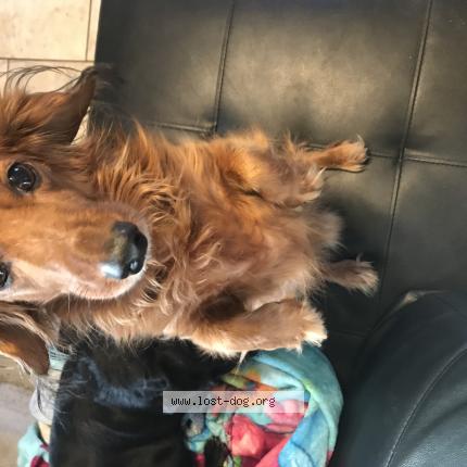 Photo 1/1 Matt Damon Chien perdu à Spokane