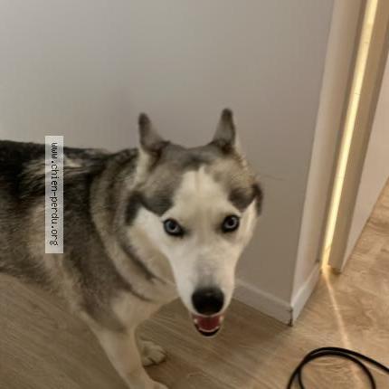 Photo 1/1 Tigra Chien perdu à Carquefou