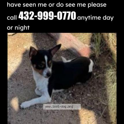 Photo 1/1 Charlie Chien perdu à Midland