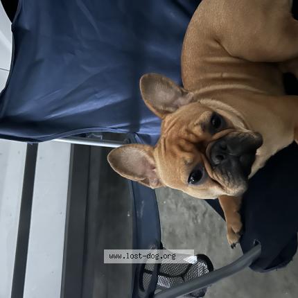 Photo 1/1 Beauty Chien perdu à Henderson