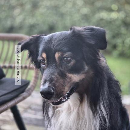 Photo 1/1 Max Chien perdu à St sulpice de royan