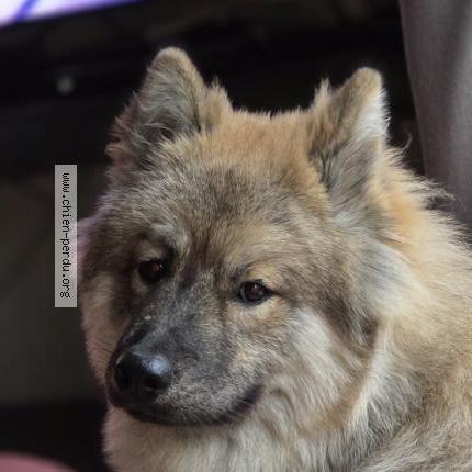 Photo 1/1 Atlas Chien perdu à Malves en minervois