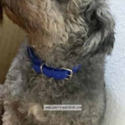 Photo 1/1 Chiky Chien perdu à San miguel