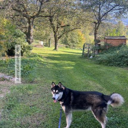 Photo 1/1 Paco Chien perdu à Vaulnaveys le haut