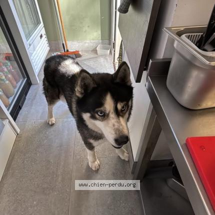 Photo 1/1 Chien trouvé Trouvé à Grasse