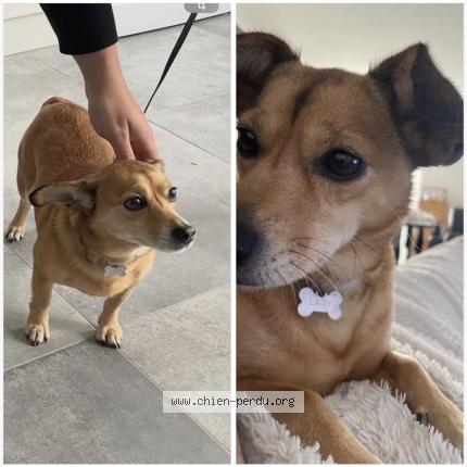 Photo 1/1 Lady Chien perdu à Arcueil