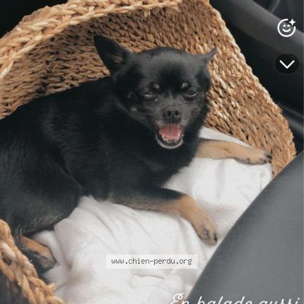 Photo 1/1 Choco Chien perdu à Montesson