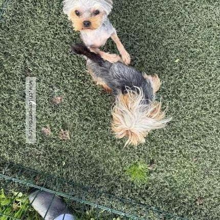 Photo 1/1 Vety Chien perdu à Pledran