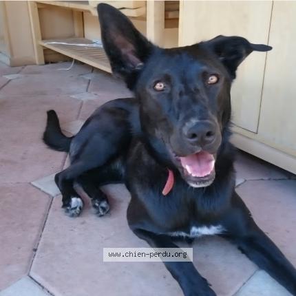 Photo 1/1 Georgia Chien perdu à Filliere