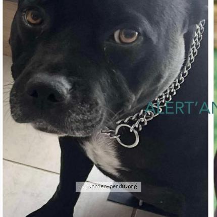 Photo 2/2 Raya Chien perdu à Nitry