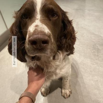 Photo 1/2 Sans nom Chien perdu à Beziers