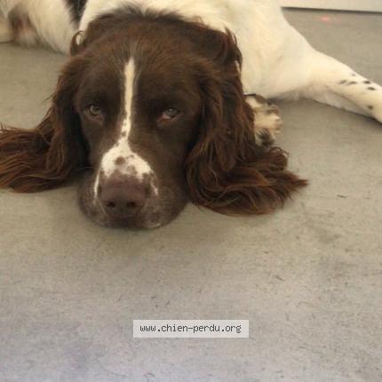 Photo 2/2 Sans nom Chien perdu à Beziers