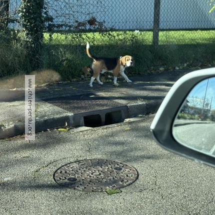 Photo 1/1 Chien trouvé Trouvé à Beynost