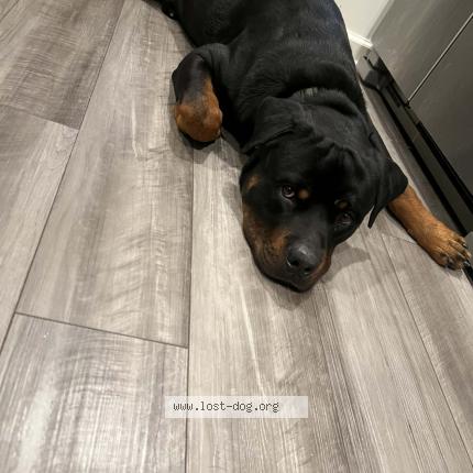 Photo 1/1 Delphia Walker Chien perdu à North charleston