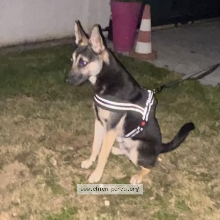 Photo 1/1 Chien trouvé Trouvé à Meru