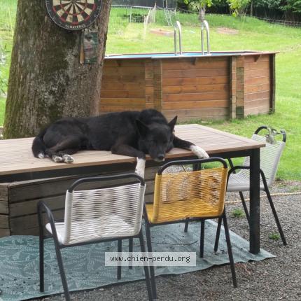 Photo 1/1 Sidou Chien perdu à Izeaux